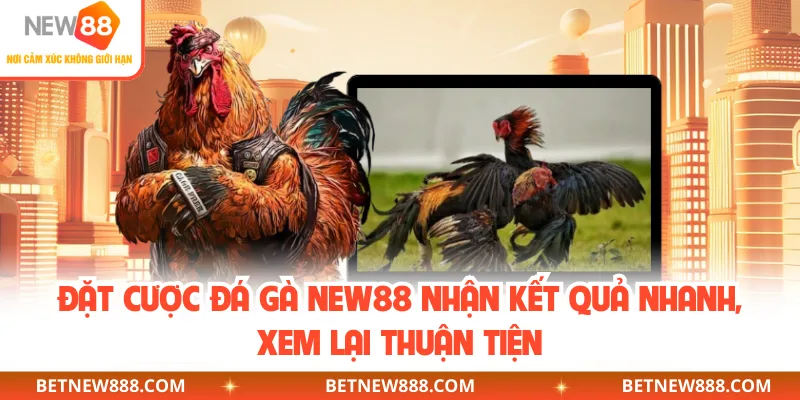 Đặt cược đá gà NEW88 nhận kết quả nhanh, xem lại thuận tiện